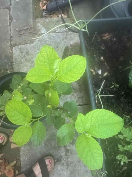 Photo of free Baby plum tree (SE11) #3