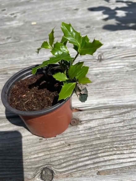 Photo of free Holly sapling (Merchiston EH10) #1