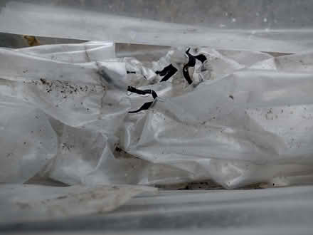 Photo of free 6ft Poly tunnel plus spare membrane (Bradford on Avon BA15) #4