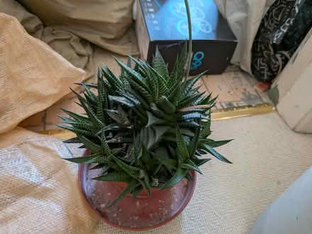Photo of free Medium/large succulent plant (Cannon Park CV4) #1