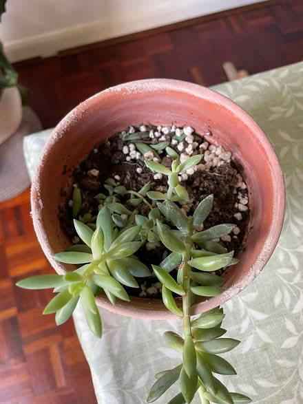 Photo of free Succulent plant (Oxford OX2) #2