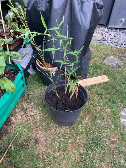 Photo of free Bamboo (Letchworth wilbury) #1