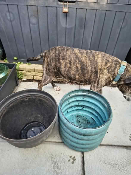 Photo of free Large Green Plant Pot (Fiveways Brighton) #2