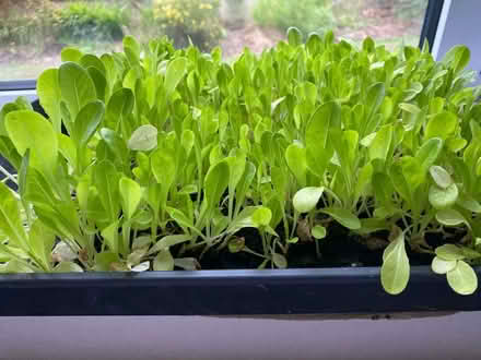 Photo of free Lettuce plants (Lawnswood LS16) #1
