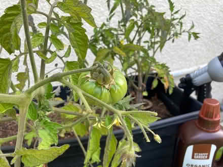 Photo of free Tomato plants (Stone Cross BN23) #1