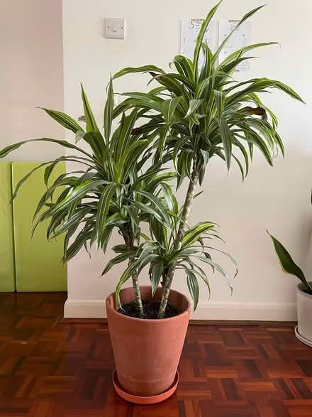 Photo of free 130cm plant with pot (Oxford OX2) #1