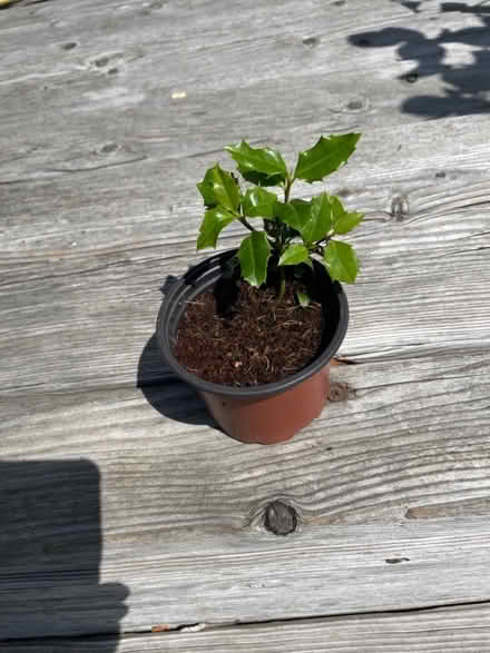Photo of free Holly sapling (Merchiston EH10) #2
