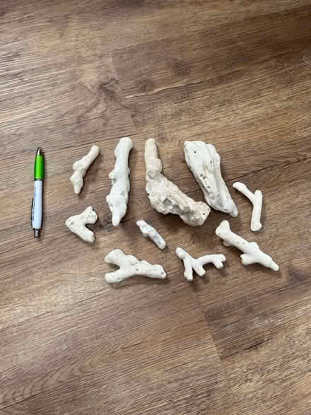 Photo of free Coral (Tooting SW17) #2