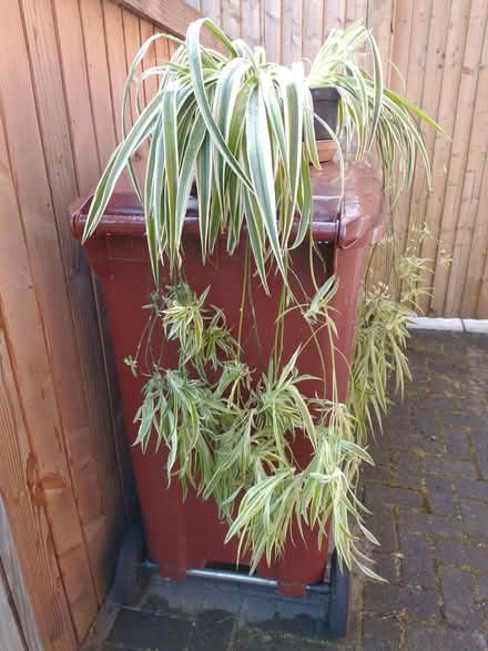 Photo of free Mature spider plant with babies (Caversham Heights RG4) #1