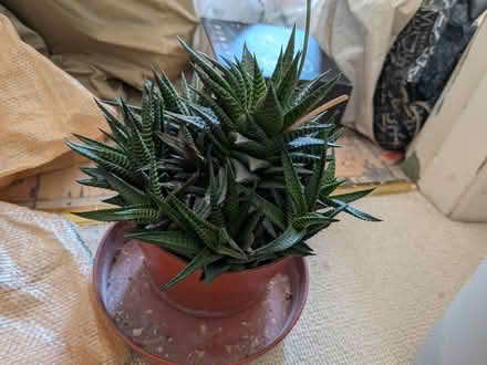 Photo of free Medium/large succulent plant (Cannon Park CV4) #2