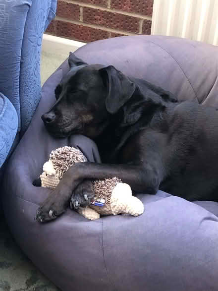 Photo of free Bean Bag (Hassocks BN6) #2