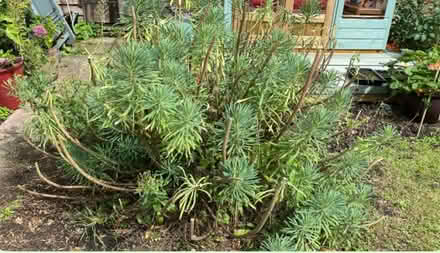 Photo of free Euphorbia plants (Arundel BN18) #1