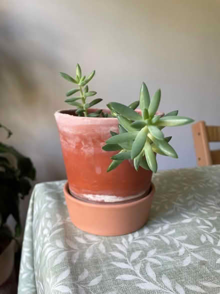 Photo of free Succulent plant (Oxford OX2) #1