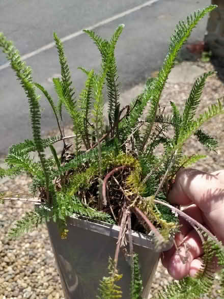Photo of free Achillea Cerise Queen plants (Walkley, S6) #1