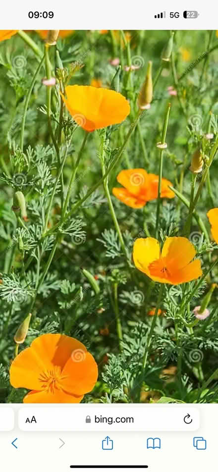 Photo of free Californian poppy seeds (CO4 9 Colchester) #1