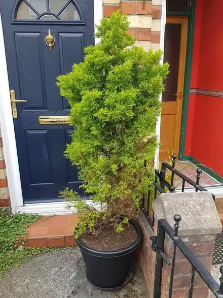 Photo of free 6ft Conifer needs TLC (toxteth L8) #2