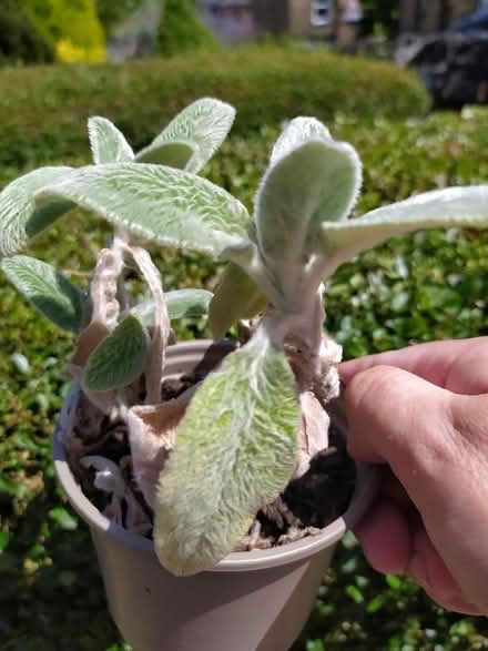 Photo of free Small lamb's ear plants (Walkley, S6) #1