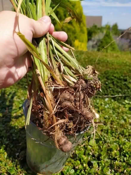 Photo of free Crocosmia/montbretia corms (Walkley, S6) #1