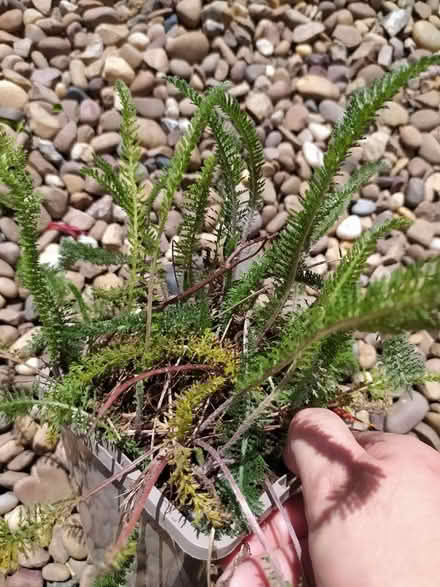 Photo of free Achillea Cerise Queen plants (Walkley, S6) #2