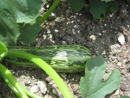 Photo of free Large marrow fresh picked (Crookham Common) #1