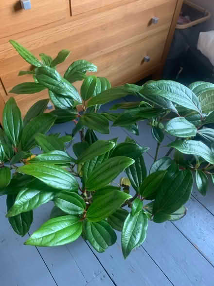 Photo of free Viburnum tree/bush (Alcester Lanes End B14) #3