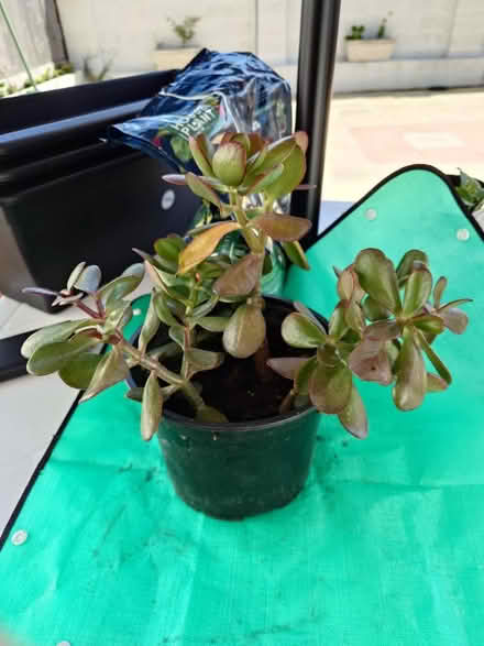 Photo of free Jade plant / money plant (Seaford BN25) #1