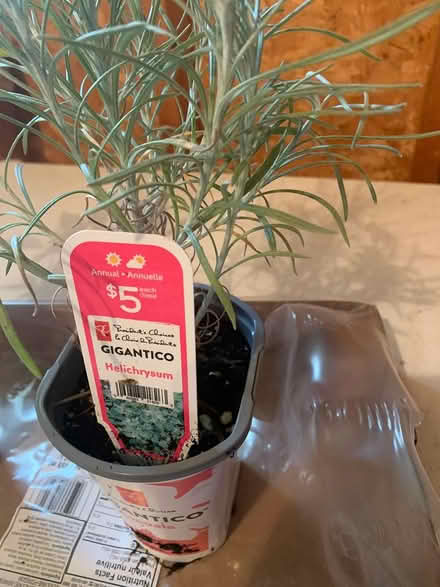 Photo of free Annuals for flower beds or planters (West Carleton - Carp) #1
