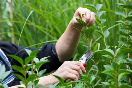 Photo of Privit bush or cuttings (Reading RG2) #1