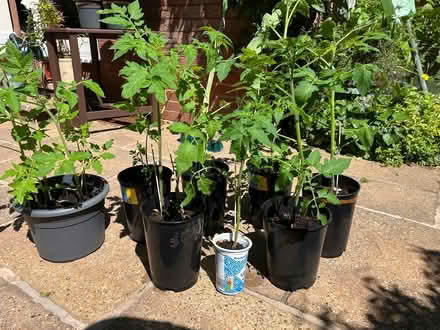 Photo of free Tomato plants (CH43) #1