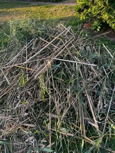 Photo of free Bamboo for stakes/training plants (Yalding ME18) #1