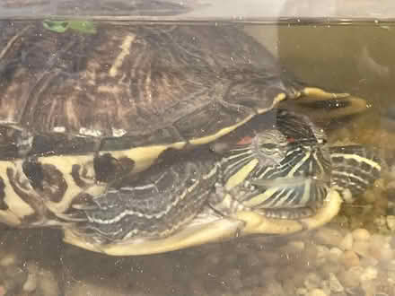 Photo of free Turtle with tank (San Francisco) #3