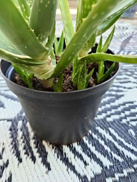 Photo of free Aloe Vera plant (Seaford BN25) #2