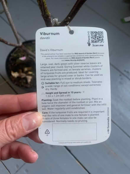 Photo of free Viburnum tree/bush (Alcester Lanes End B14) #4