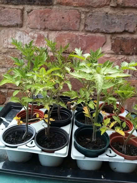 Photo of free Tomato plants (Southport PR8) #1
