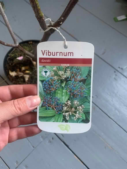 Photo of free Viburnum tree/bush (Alcester Lanes End B14) #2