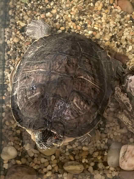 Photo of free Turtle with tank (San Francisco) #2