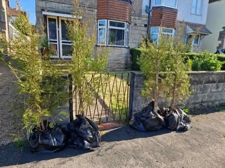 Photo of free Ferns (BN2) #1