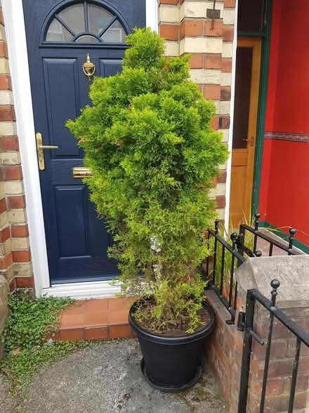 Photo of free 6ft Conifer needs TLC (toxteth L8) #1