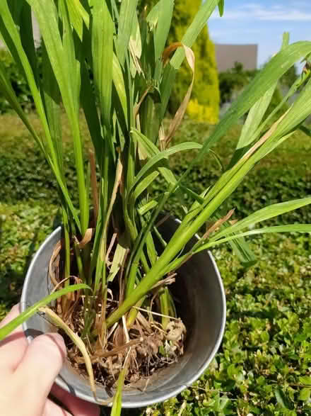 Photo of free Crocosmia/montbretia corms (Walkley, S6) #2