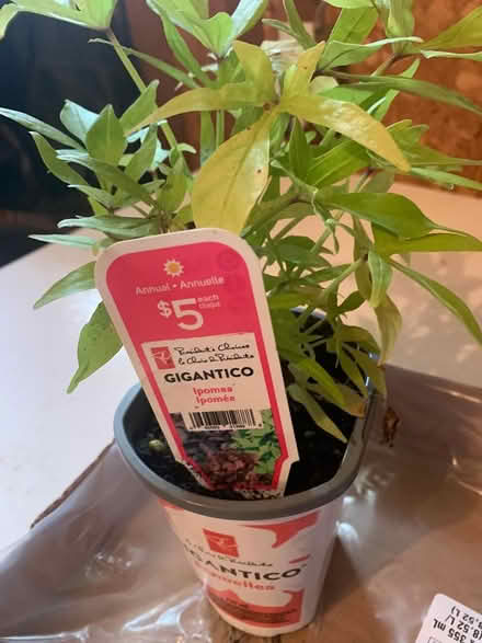 Photo of free Annuals for flower beds or planters (West Carleton - Carp) #2