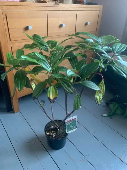 Photo of free Viburnum tree/bush (Alcester Lanes End B14) #1