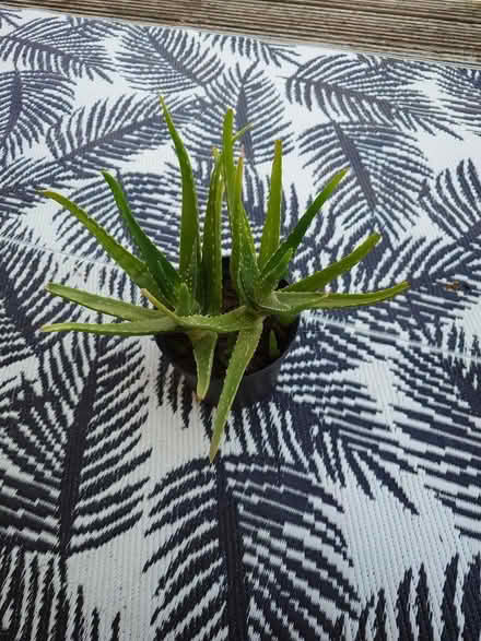 Photo of free Aloe Vera plant (Seaford BN25) #1