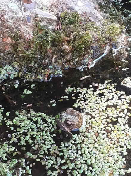 Photo of Pond for wildlife kids sandpits shell thingy (Bedmond WD5) #1