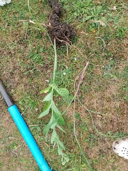 Photo of free Ice plant and alchemlla mollies (Temple Cowley OX4) #1