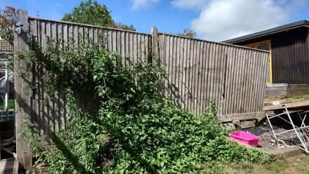 Photo of free Fence Panels (Patcham BN1) #1