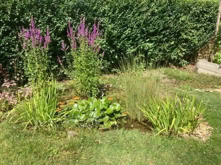 Photo of free Purple loosestrife (World’s End Burgess Hill) #1