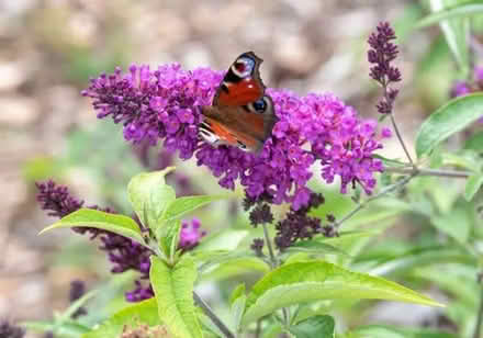 Photo of free Buddleja plants (Oxford OX33) #1