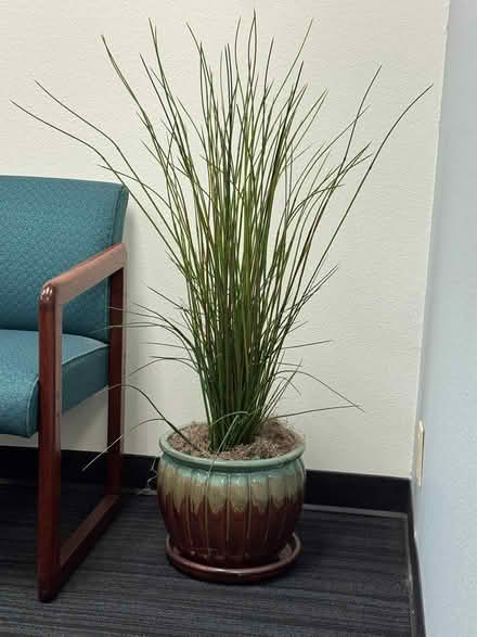 Photo of free Artificial Plant, Looks Great (Fountain Vly, Heil & Bushard) #1