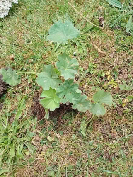 Photo of free Ice plant and alchemlla mollies (Temple Cowley OX4) #2