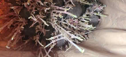 Photo of free Sprouting Potatoes Full Sack (TF2) #3